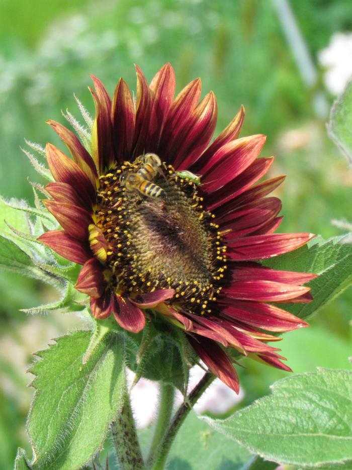 Sonnenblume