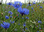 Bild 525