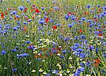 Bild 526