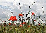 Bild 528