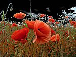Bild 532