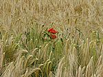 Bild 534