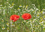 Bild 535