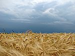 Bild 538