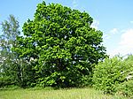 Bild 554