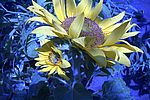 Bild 558
