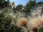 Bild 559