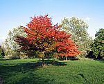 Bild 561