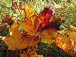 Bild 562