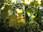 Bild 564