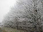 Bild 568
