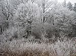 Bild 570