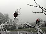 Bild 573