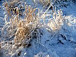 Bild 577