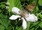 Bild 709