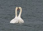 Bild 729